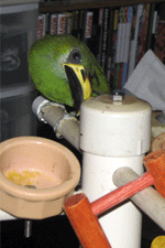 Arisia the emerald toucanet perching