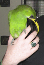 Hal the emerald toucanet being bitey