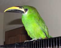 the emerald toucanet is a small member
of the toucan family